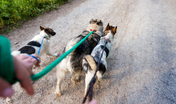 Walking dogs at Pawsitive Behavior K9 Training