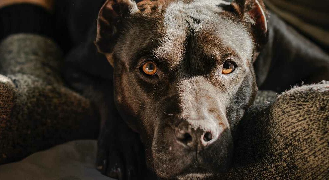 brown-face-dog-1920x601 Train-A-Bull Program at Pawsitive Behavior K9 Training