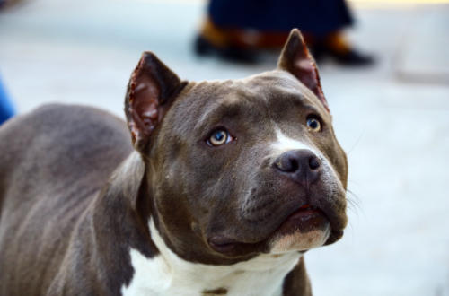 Train-A-Bull Program at Pawsitive Behavior K9 Training