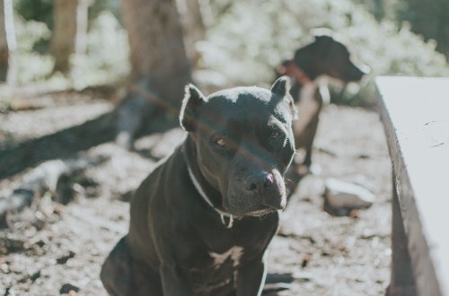 Train-A-Bull Program at Pawsitive Behavior K9 Training