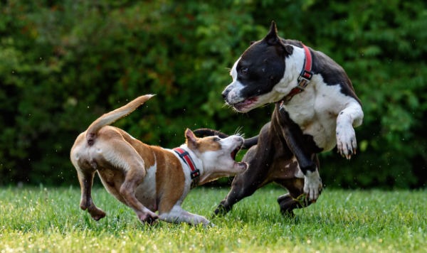 Dog Daycare at Pawsitive Behavior K9 Training