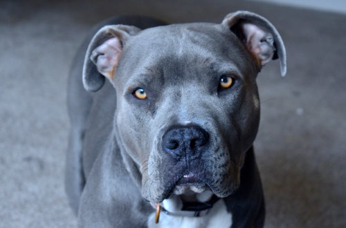 Train-A-Bull Program at Pawsitive Behavior K9 Training