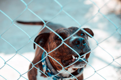 Train-A-Bull Program at Pawsitive Behavior K9 Training