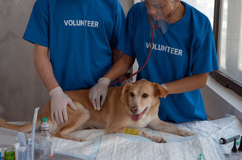 Take The Lead Dog Shelter Program from Pawsitive Behavior K9 Training