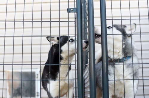 Take The Lead Dog Shelter Program from Pawsitive Behavior K9 Training