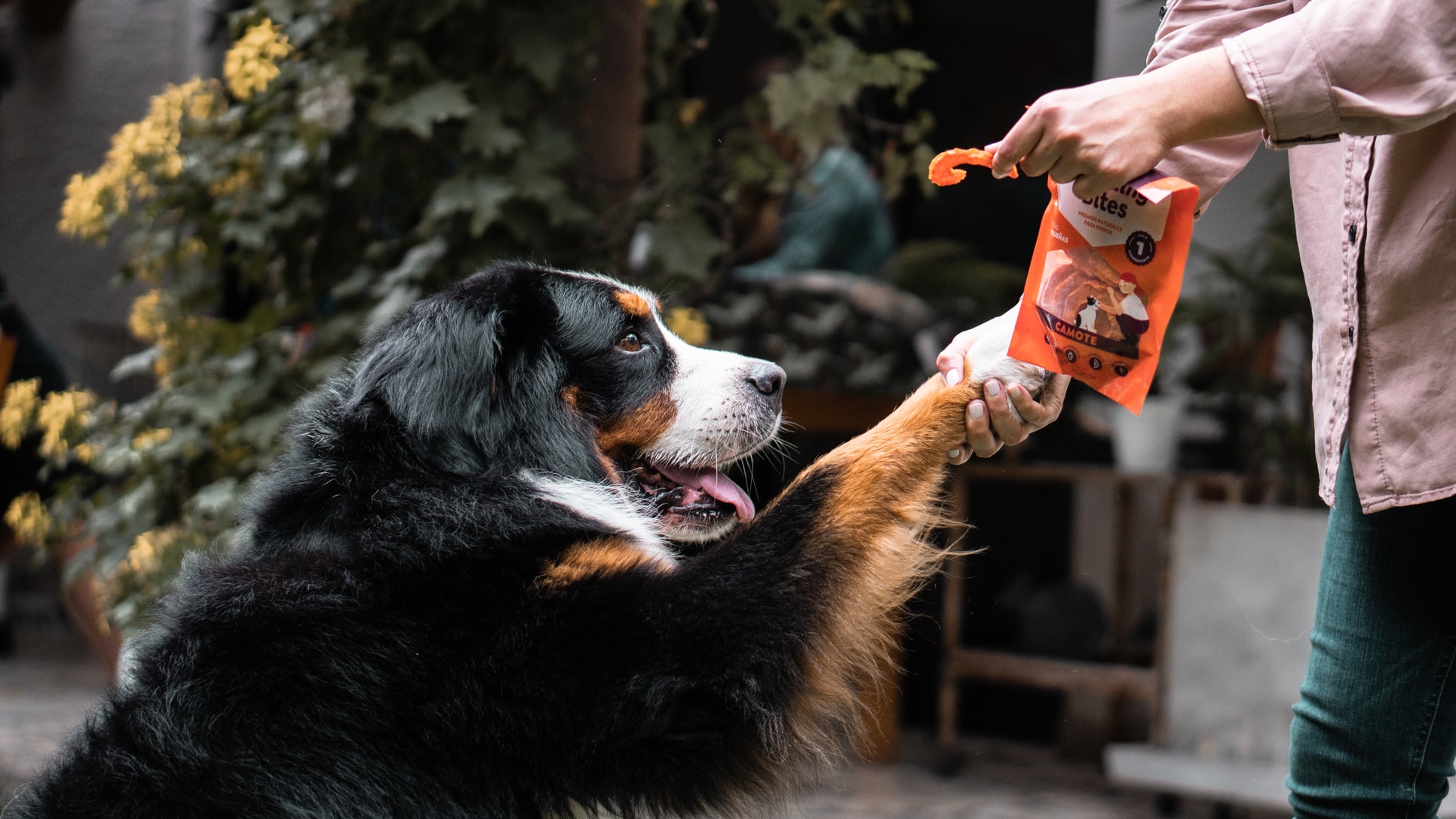 Private dog training lessons