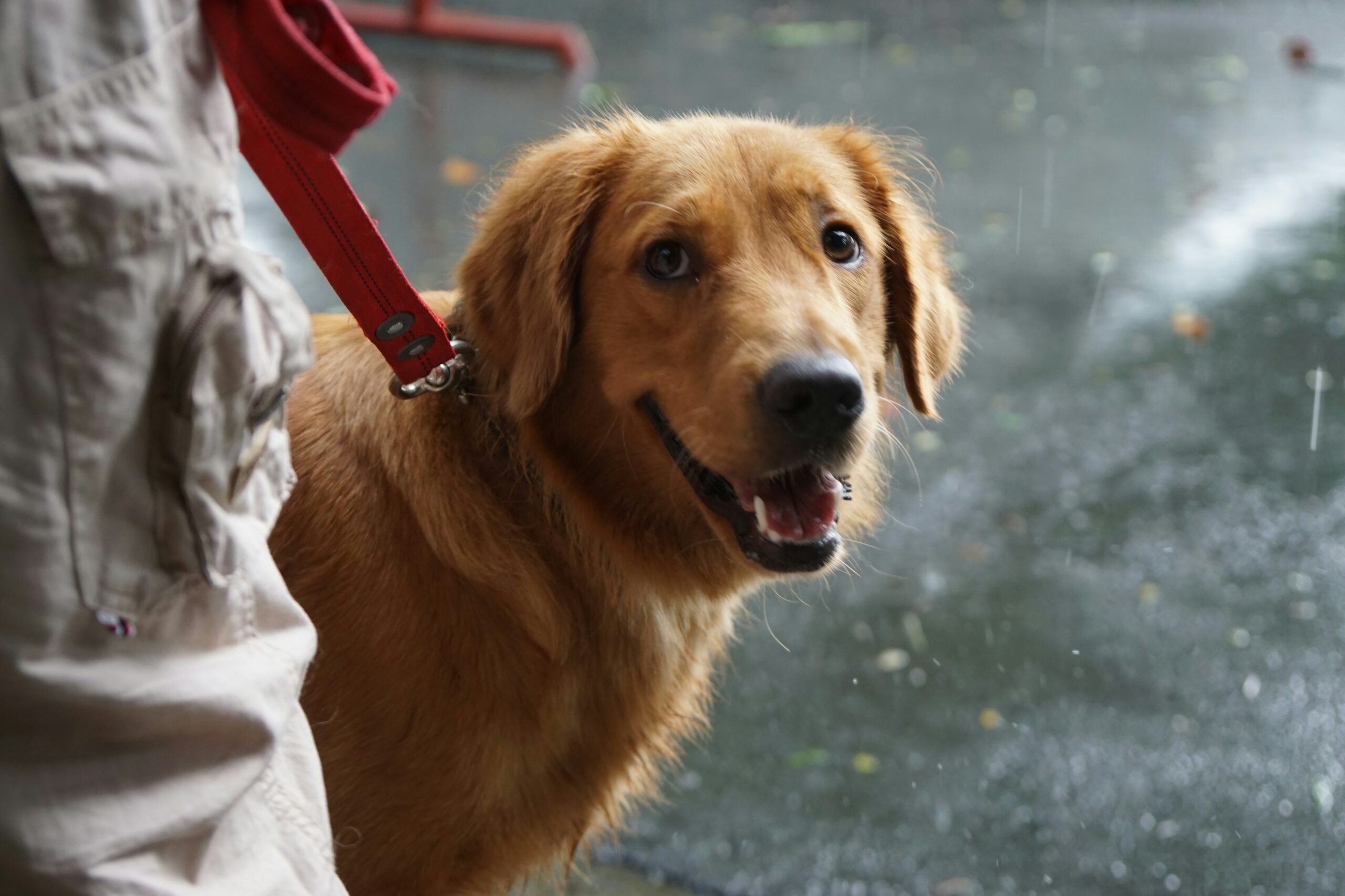 beth-macdonald-eTq76vDDibM-unsplash Jump Start Puppy Program from Pawsitive Behavior K9 Training