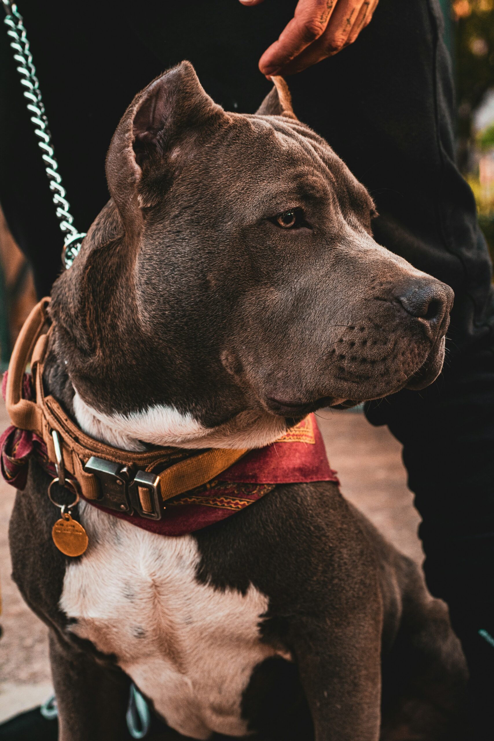 sayo-garcia-K4-hrbpg4I8-unsplash Train-A-Bull Program at Pawsitive Behavior K9 Training